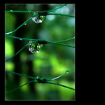 <b>DEŠŤOVÉ KAPKY V SÍTI...</b><hr> <b>