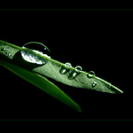 <b>JAKO HRÁŠEK Z LUSKU...</b> <hr> <b>