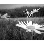 Dívejte, já poletím...