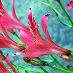 Ness Garden