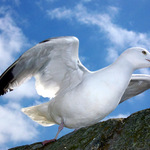 Racek při odletu (Caernarfon catle; 16.7.05)