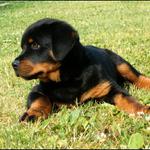 vraj som bojový...blbci...