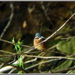 Rybárik riečny (Alcedo atthis)