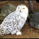 Belaňa Tundrová alebo Sovice sněžní (Nyctea Scandiaca)