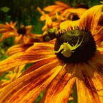 <font color=orange><strong>Perfektní krytí