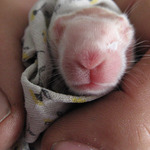 Portrét malého králika