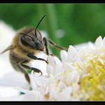 Fakt mi nevadí, že nos jak bambulku máš