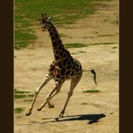 Žirafa na jedné noze