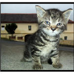 ..maly hlídac velkého objektu..