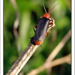 skočit či neskočit?