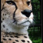 Kdo je tady pánem:)