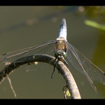 Vážka černořtná