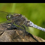 Vážka černořitná