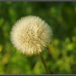 Poslední pampeliška