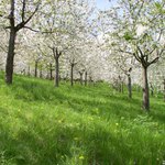 Petřínské sady lákají k jarním radovánkám