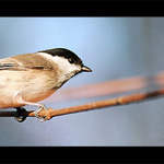 sedím na konári a je mi zima