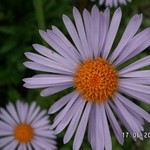 na rozkvetlé louce...