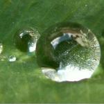 ranní rosa na čtyřlístku... :)