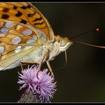 Perleťovec-tankování.