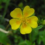 Slovensko-Skalnaté pleso