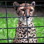 Gepard - ZOO Praha