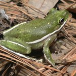 Zabka - Americanka :)