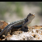 Co čumíšššššš?