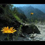 Ve stínu velikánů