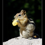 chipmunk
