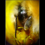 <b> - V Pampelišce - </b>