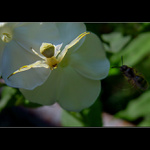 <b> - LOVEC - IV. -</b>