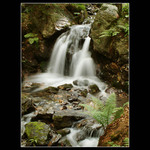 Z řeky Moravice III