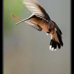 Kde je muj nectar ??