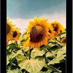 *** "slunečnicofka" :-) ***