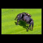 <b>* Smrt přichází tiše *</b>