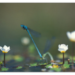 Coenagrion puella