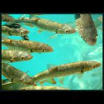 <b>RYBY CHYTÁME ZPRAVIDLA VE VODĚ