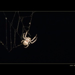 SPIDER...