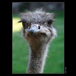 Ostrich...