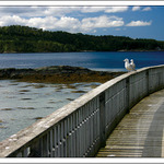 Čajky (rackové) na mole