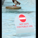 <b> ..neplatí pro kačery ...</b>