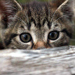 <b>.. z očí do očí ..</b>