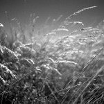 Ze života louky (1)