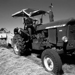 Ze života louky (2)