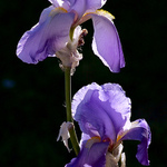 Kosatec v protisvětle