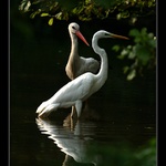 Po cizích holkách se nekouká... ;-)