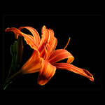 <u>***LILIE***</U><B>