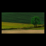 ***TAM V KORUNÁCH***