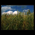 <u>***LETNÍ_DEN***</U><B>