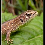 *** ještěřáček ***